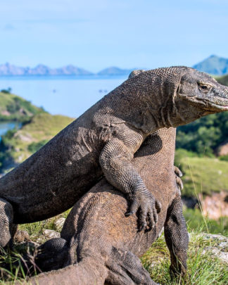 Komodo Island